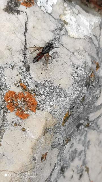 Mintho rufiventris