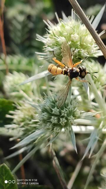 Conops silaceus