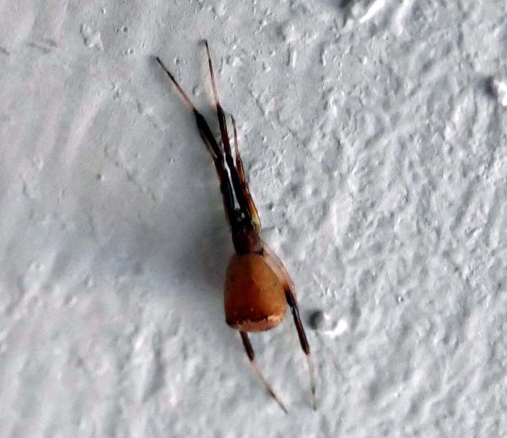 Episinus truncatus - csonka törpepók