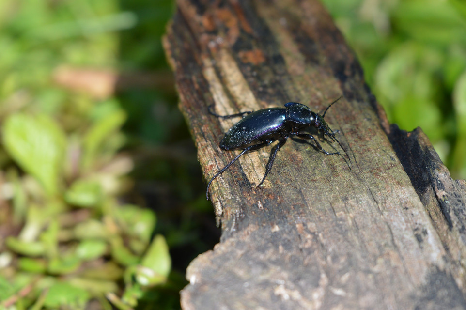 Carabus germarii exasperatus - dunántúli kékfutrinka