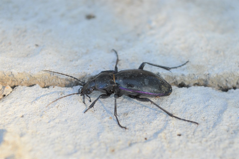 Carabus germarii exasperatus - dunántúli kékfutrinka