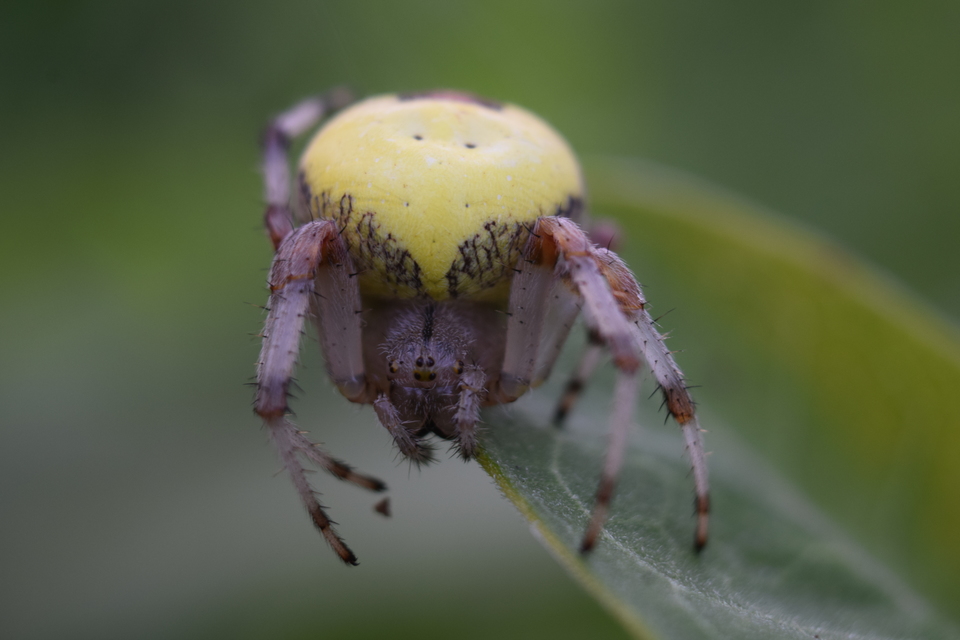 Araneus marmoreus - márványos keresztespók
