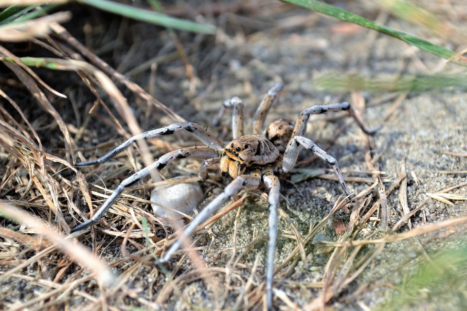 Geolycosa vultuosa - pokoli cselőpók