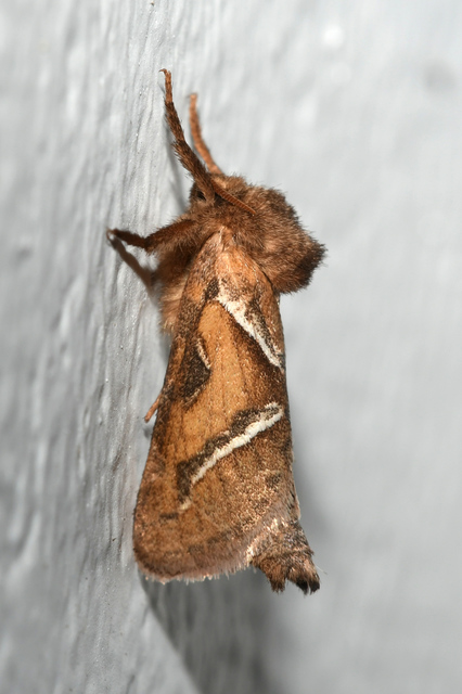 Triodia sylvina - kis gyökérrágólepke