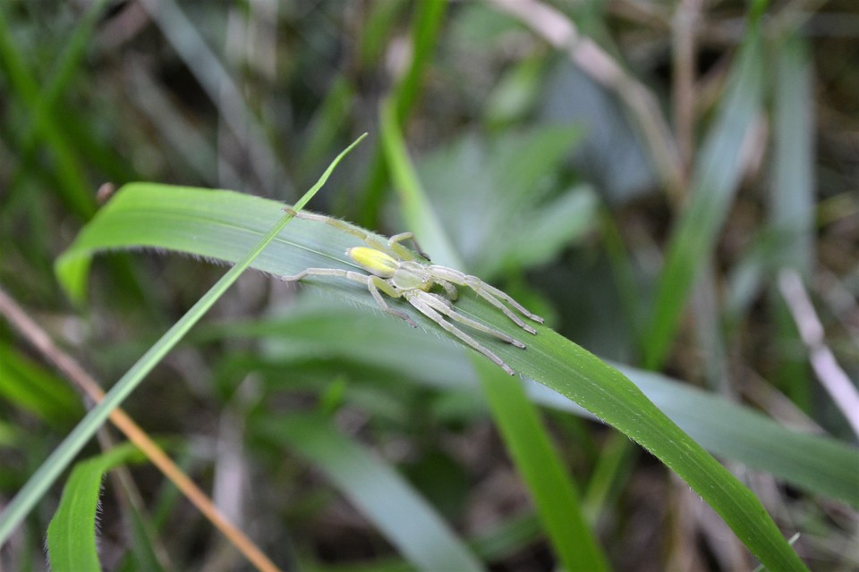 Micrommata virescens - hunyópók