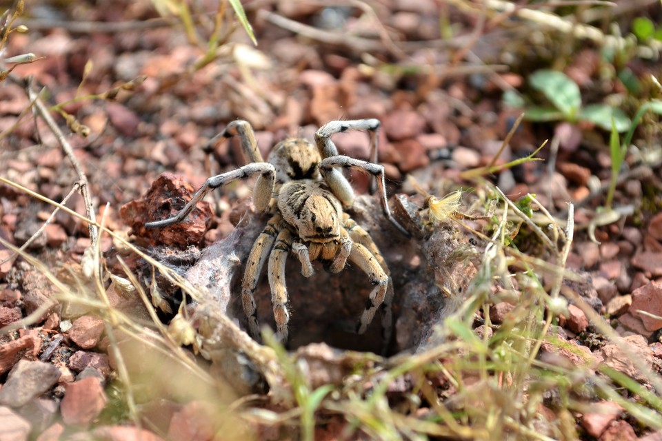 Geolycosa vultuosa - pokoli cselőpók