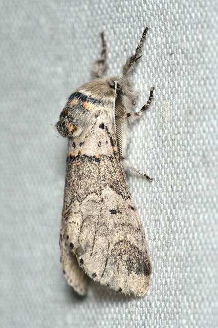Furcula furcula - szürke púposszövő