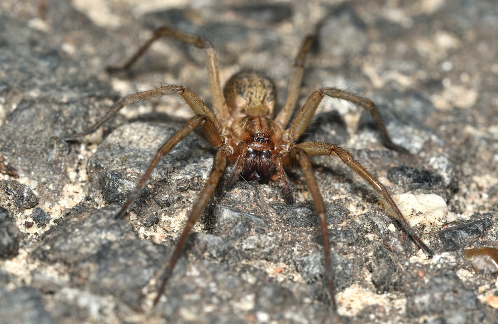 Eratigena agrestis - réti zugpók