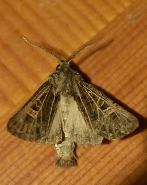Tholera decimalis - közönséges fésűsbagoly