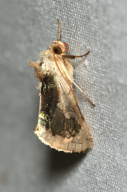 Diachrysia zosimi - nemes aranybagoly