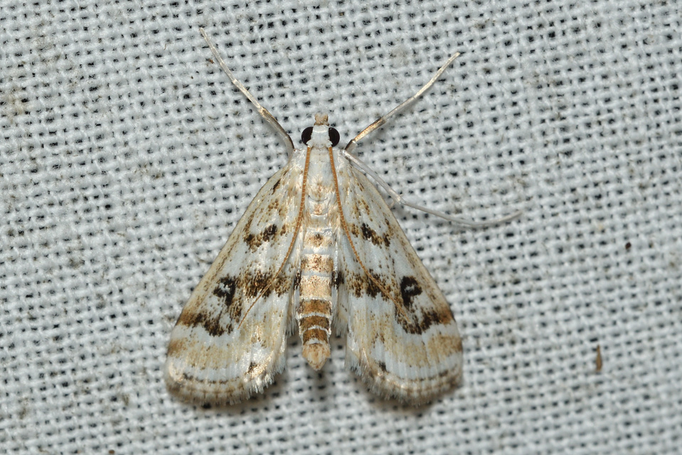 Parapoynx stratiotata - közönséges vízimoly