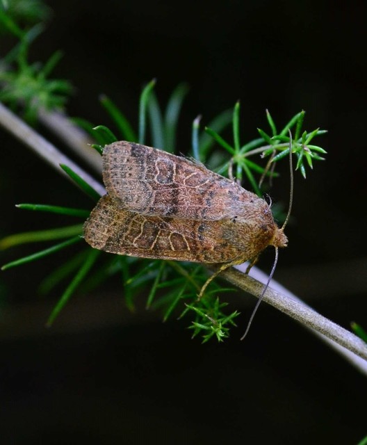 Anchoscelis nitida - rozsdabarna őszibagoly