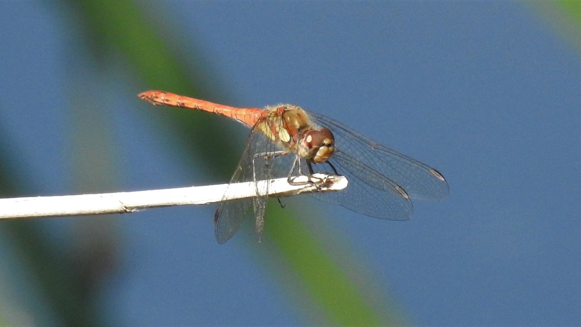 Sympetrum striolatum - harántsávos katona-szitakötő