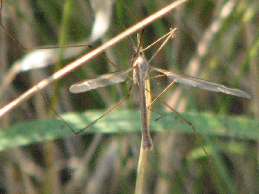 Tipula