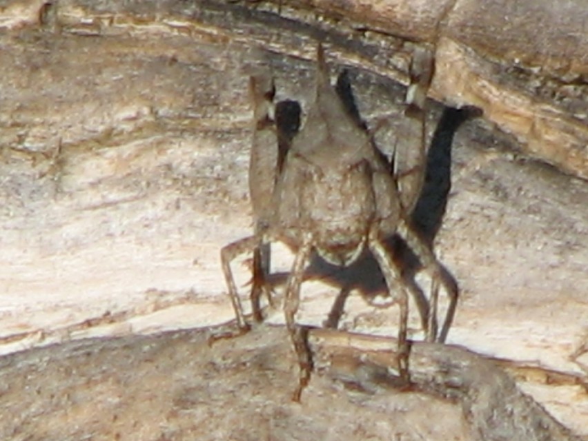 Oedipoda caerulescens - kékszárnyú sáska