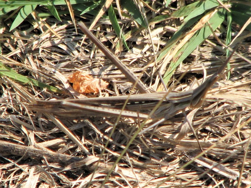 Acrida ungarica - sisakos sáska Acrida ungarica - sisakos sáska