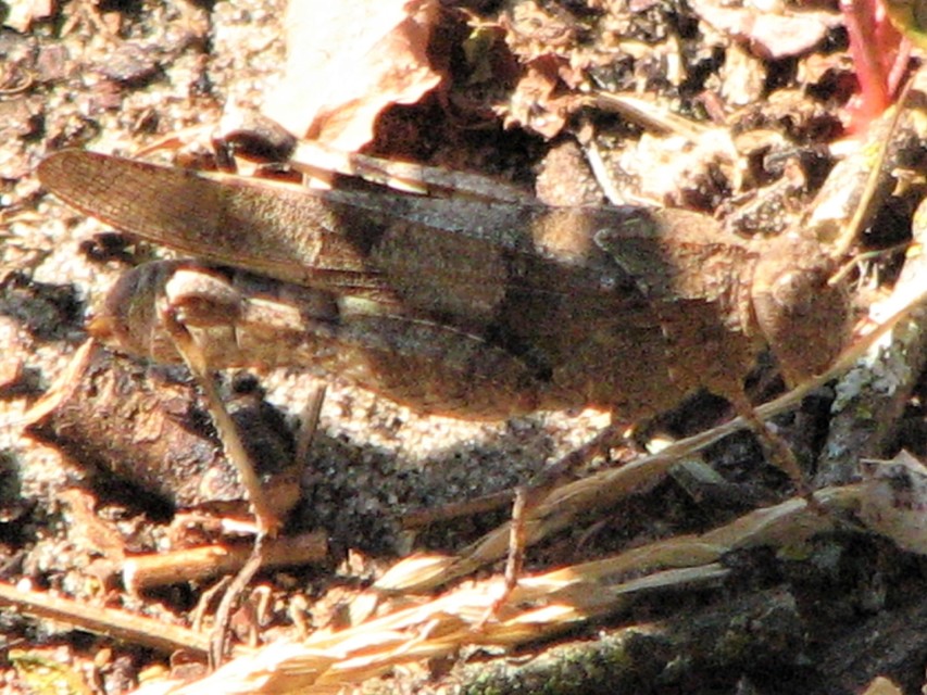 Oedipoda caerulescens - kékszárnyú sáska
