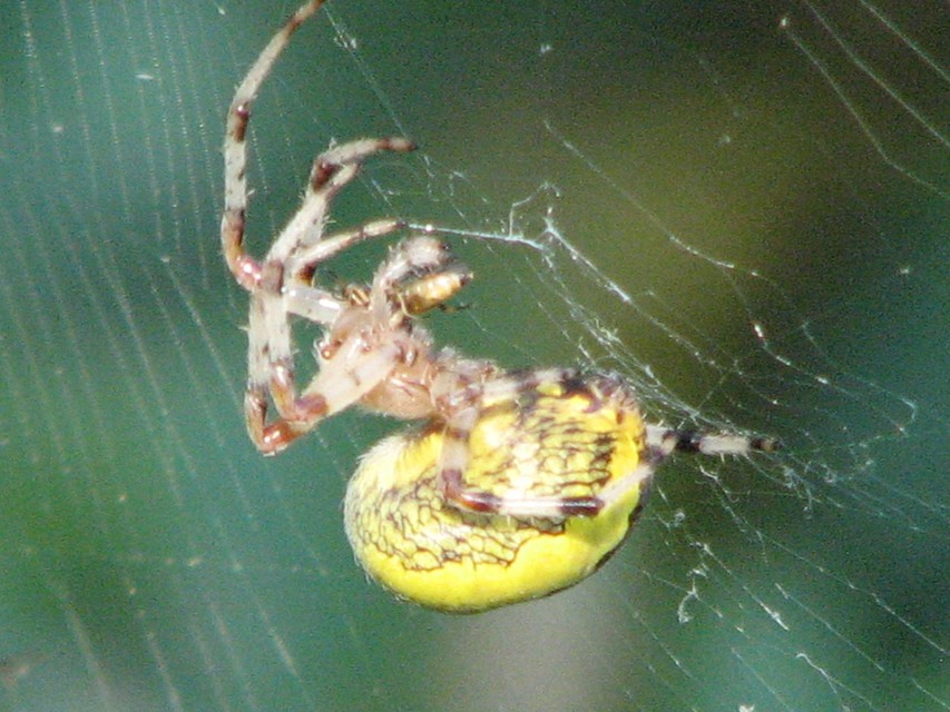 Araneus marmoreus - márványos keresztespók