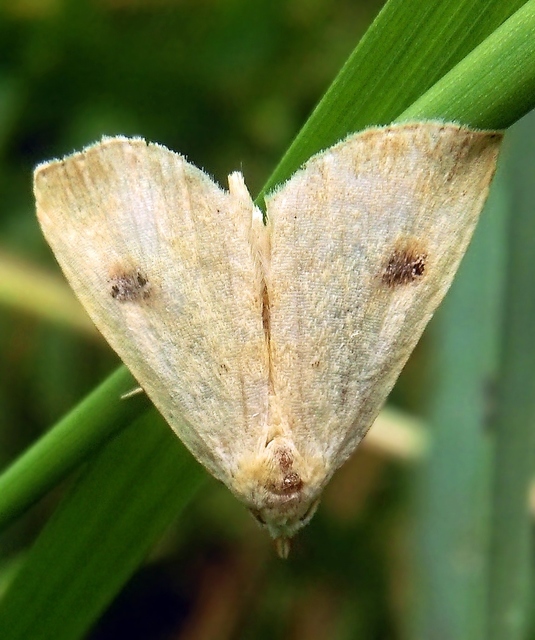 Rivula sericealis - selymes lórombagoly