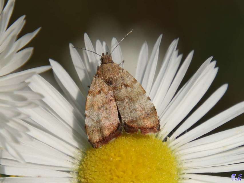 Choreutis pariana - őszi levélmoly