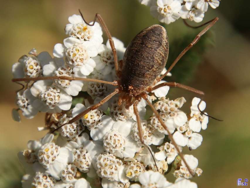 Phalangium opilio