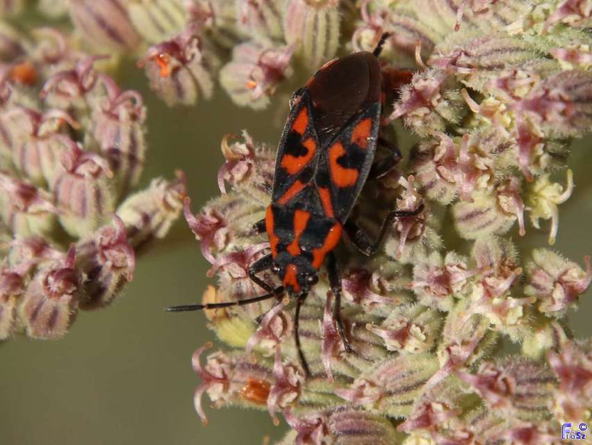 Spilostethus saxatilis - virágbodobács