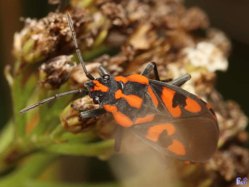 Spilostethus saxatilis - virágbodobács