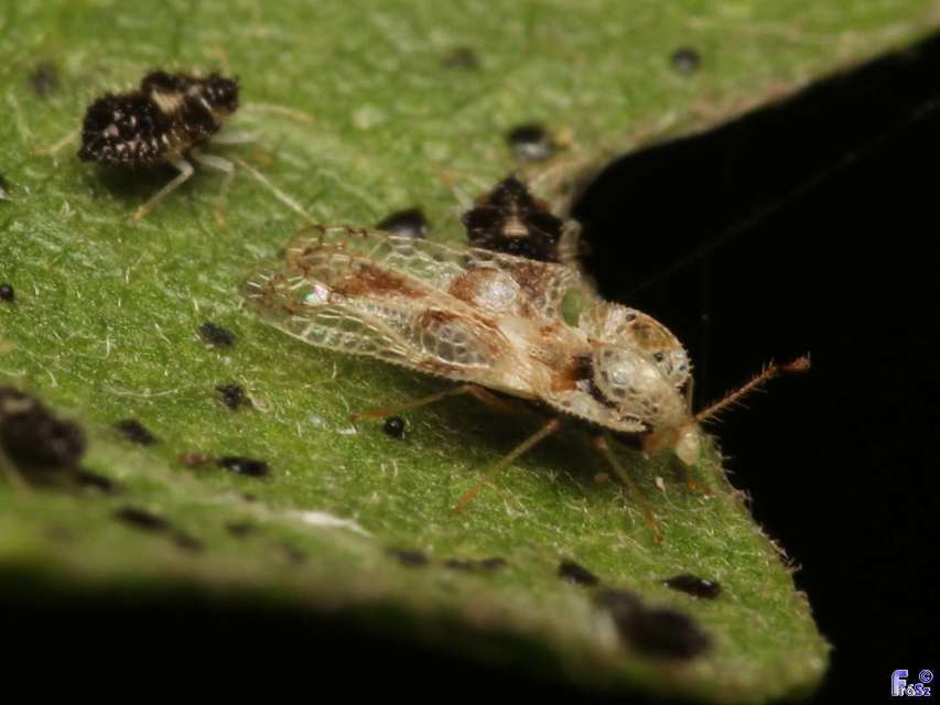 Corythucha arcuata - tölgy-csipkéspoloska