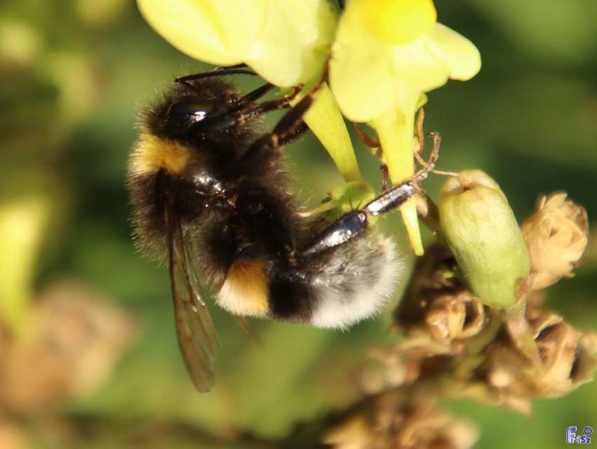 Bombus terrestris/lucorum