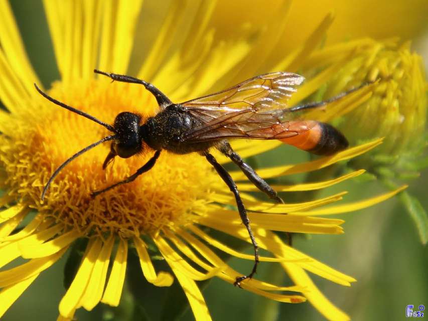 Ammophila