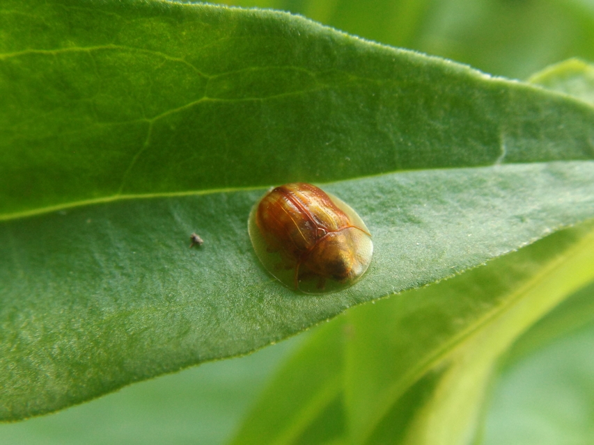 Cassida subreticulata - aranyfényű pajzsbogár Cassida subreticulata - aranyfényű pajzsbogár