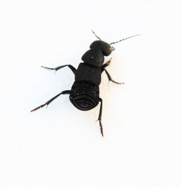 Ocypus