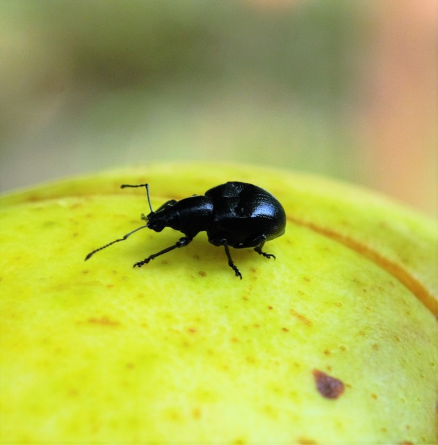 Otiorhynchus lirus - fényes gyalogormányos