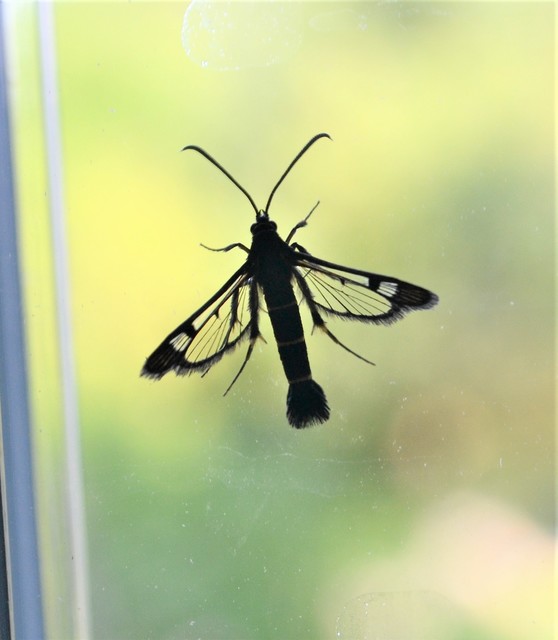Sesiidae - szitkárfélék