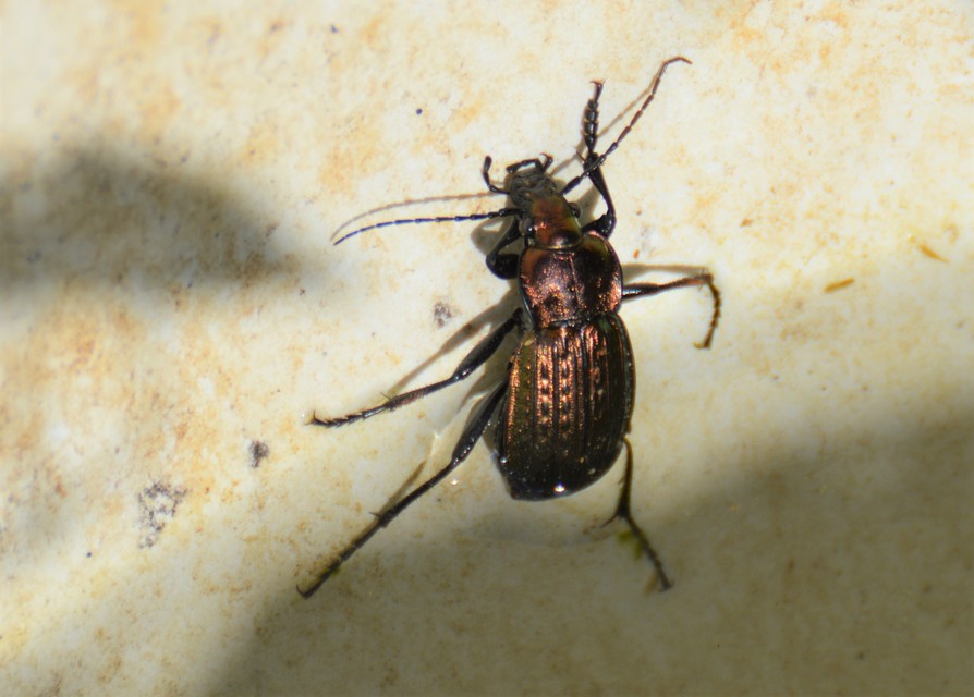 Carabus ulrichii - rezes futrinka Carabus ulrichii - rezes futrinka