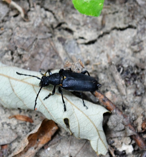 Stictoleptura scutellata - hegyi virágcincér