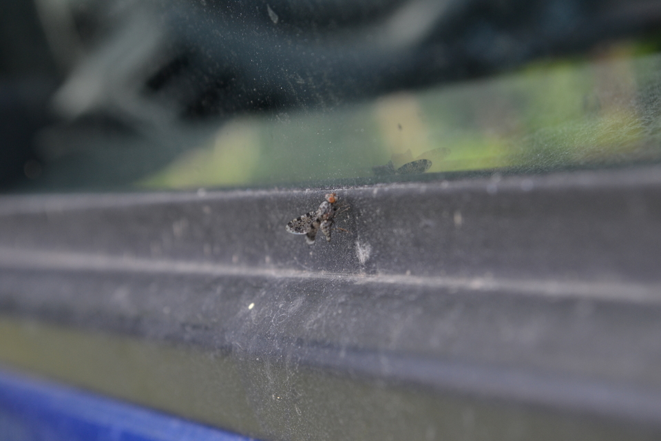 Callopistromyia annulipes - pávalégy