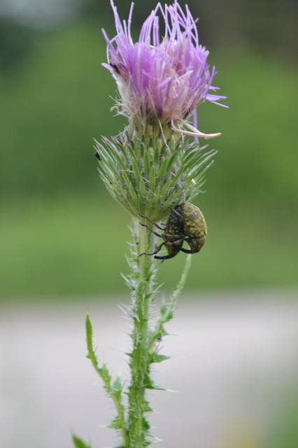 Larinus sturnus - aszat-púderbarkó