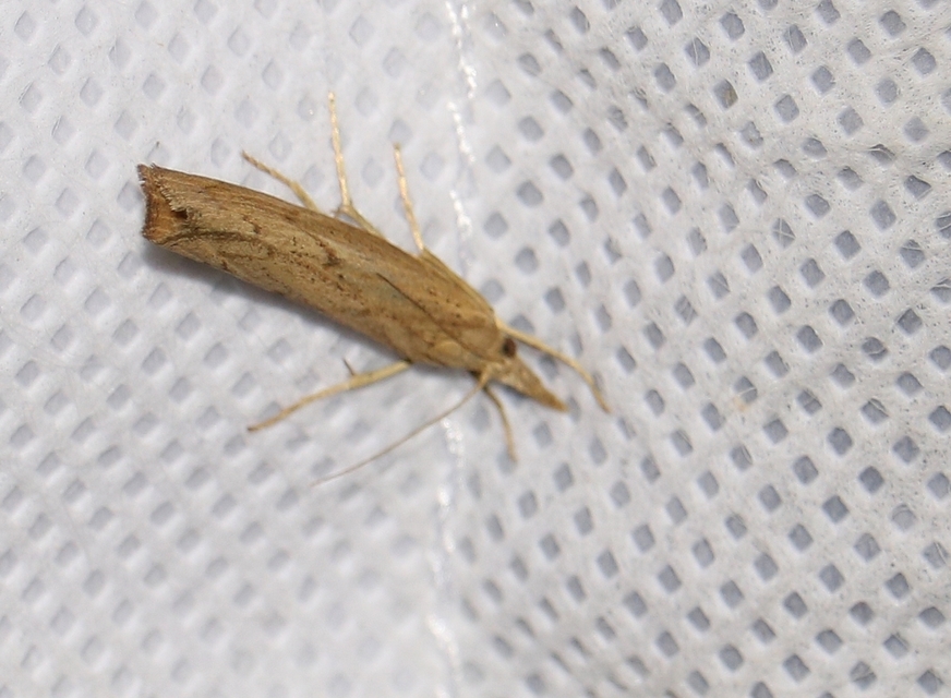 Pediasia contaminella - mocskos fűgyökérmoly