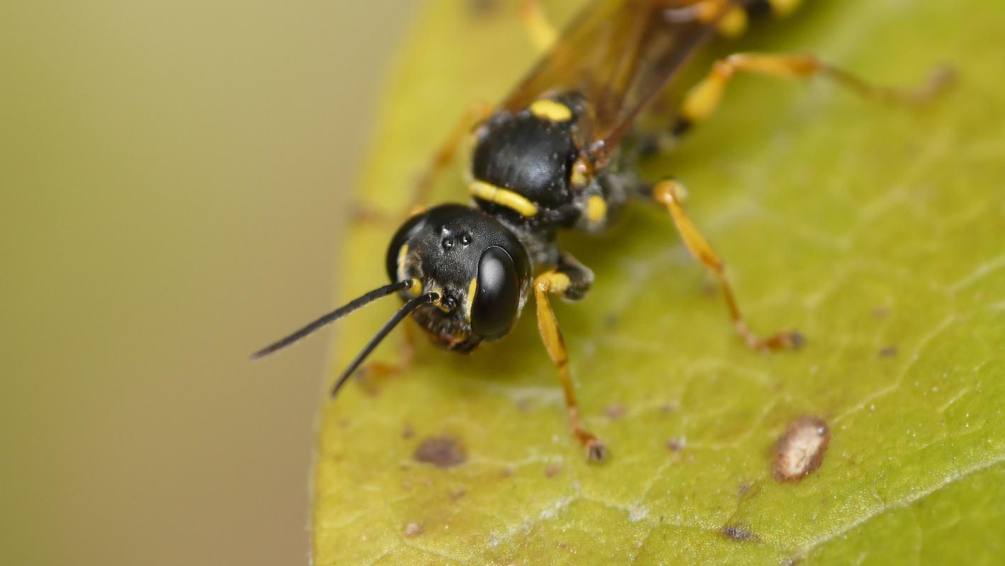 Mellinus arvensis