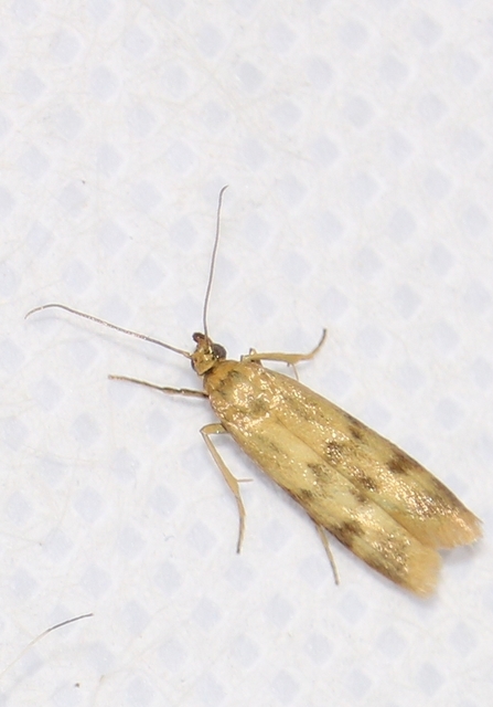 Homoeosoma sinuella - agyagsárga karcsúmoly