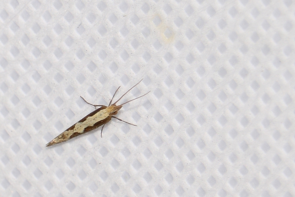 Plutella xylostella - káposztamoly