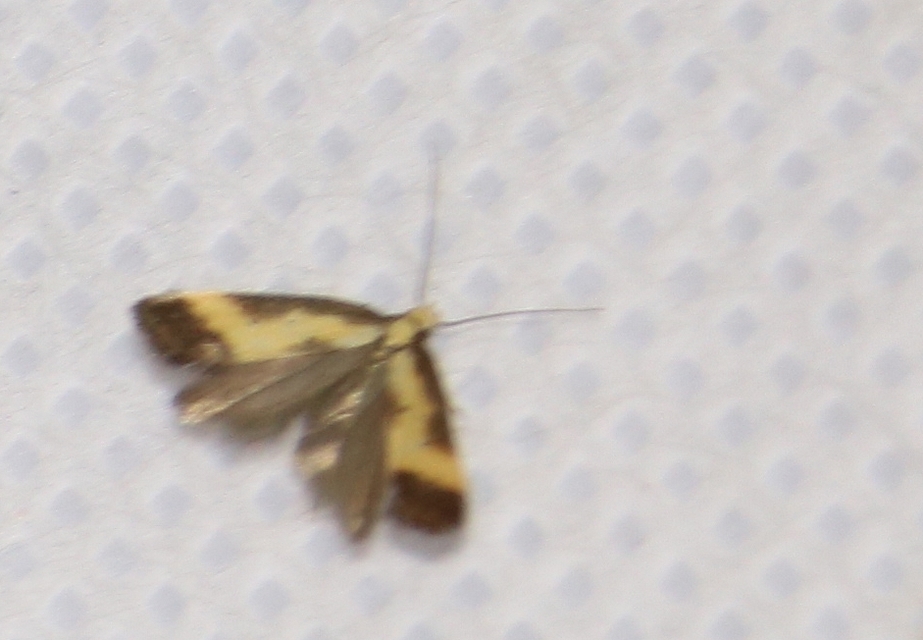 Brachmia dimidiella - citromkocsord-lápimoly