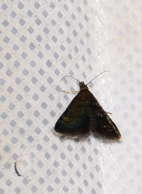 Heliothela wulfeniana - fényes kormosmoly