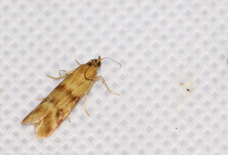 Homoeosoma sinuella - agyagsárga karcsúmoly