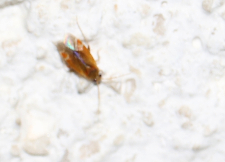 Psallus Psallus