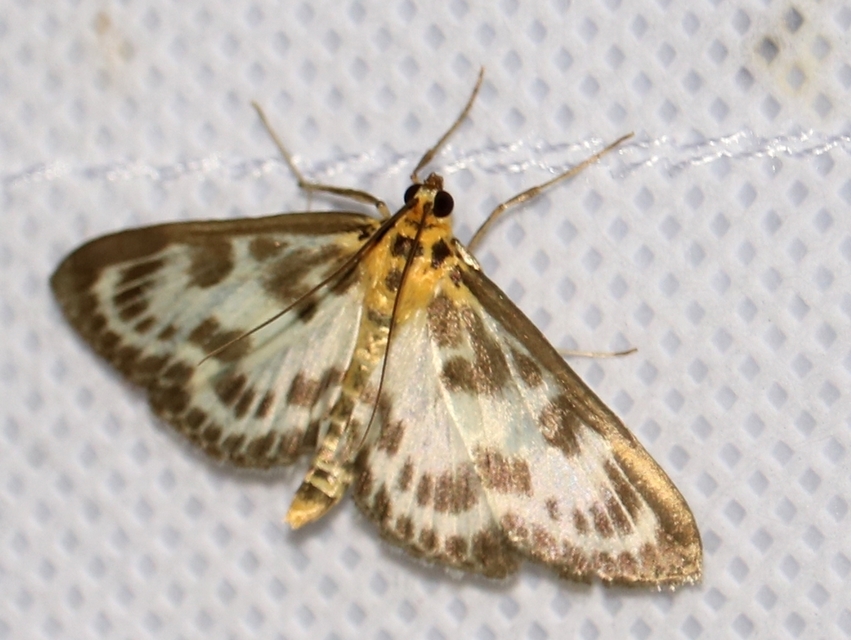 Anania hortulata - tarka csalánmoly