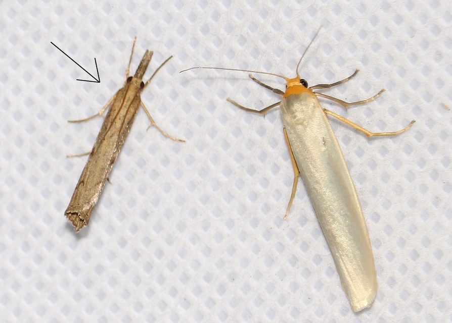 Pediasia contaminella - mocskos fűgyökérmoly