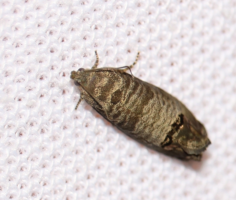 Cydia pomonella - almamoly