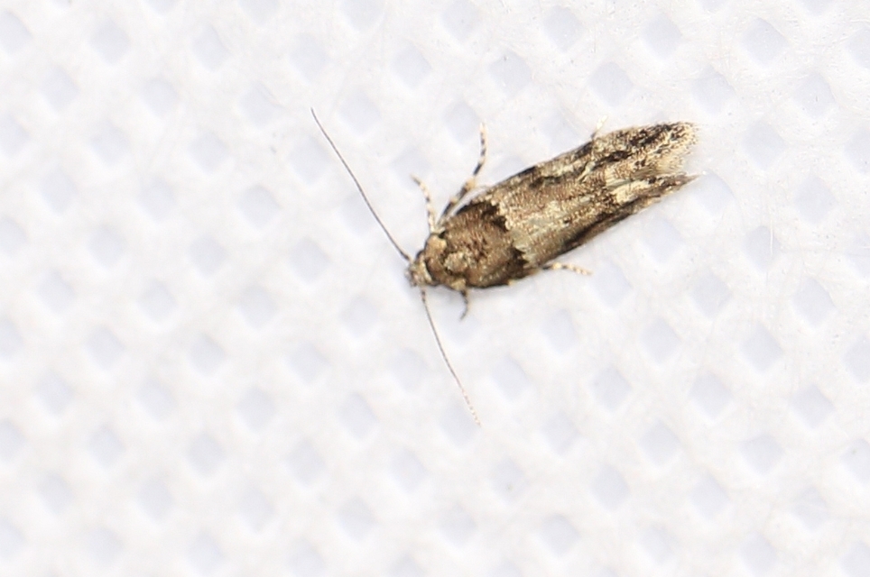 Recurvaria nanella - kis vörös-rügysodrómoly